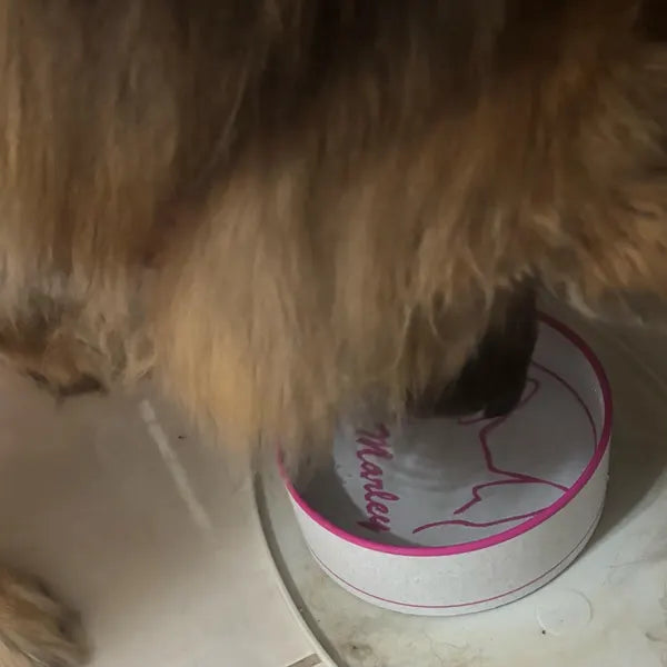 <h2>Loved by pet parents around the world.</h2>